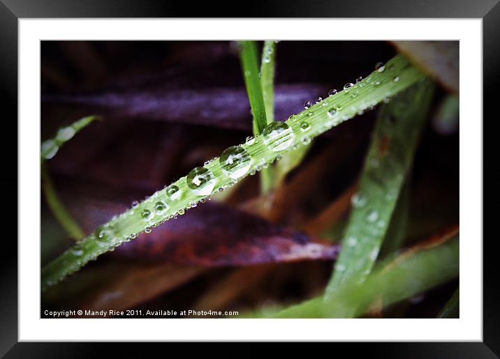 Water droplets on grass Framed Mounted Print by Mandy Rice