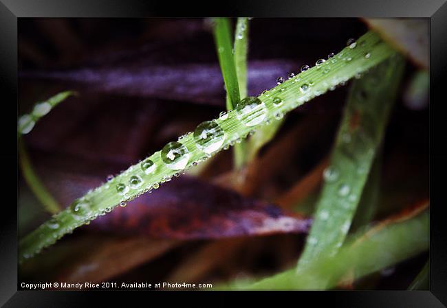 Water droplets on grass Framed Print by Mandy Rice