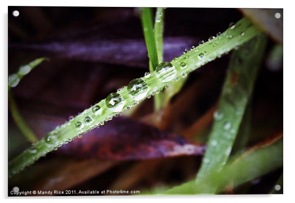 Water droplets on grass Acrylic by Mandy Rice
