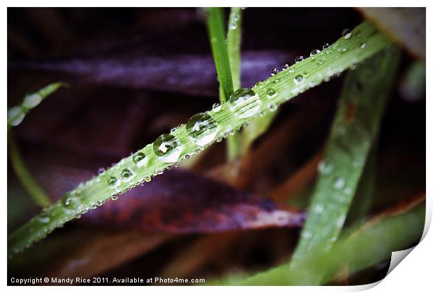 Water droplets on grass Print by Mandy Rice