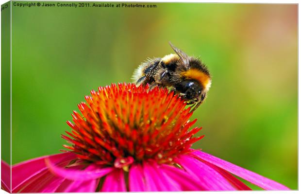 The Bee Canvas Print by Jason Connolly