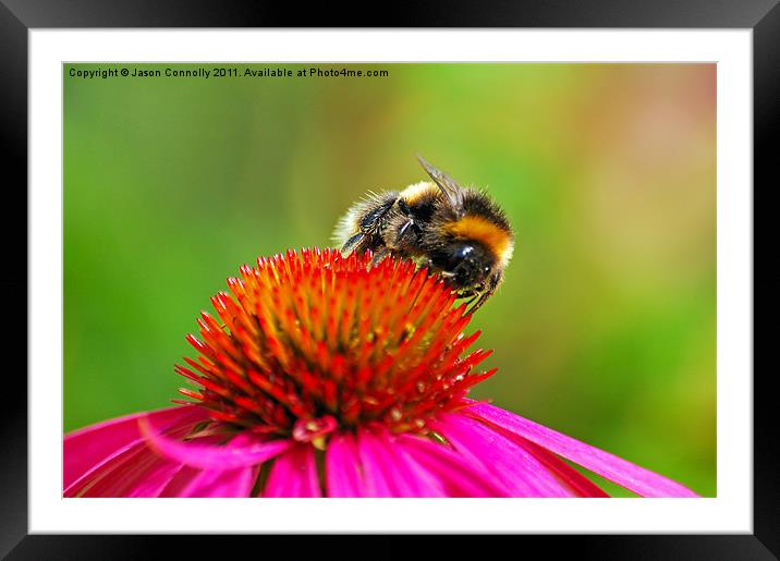 The Bee Framed Mounted Print by Jason Connolly