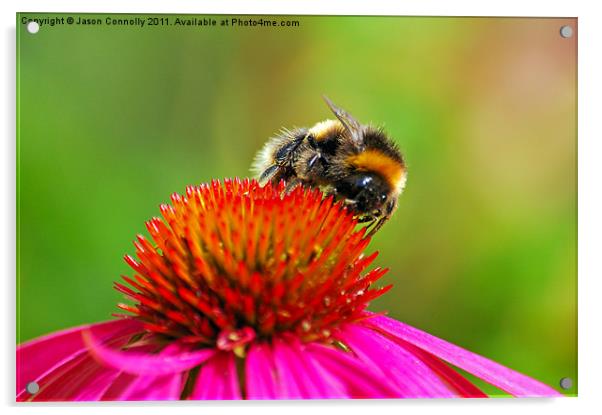The Bee Acrylic by Jason Connolly