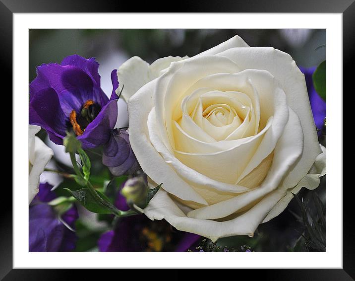 Purple & Cream Flowers Framed Mounted Print by michelle rook