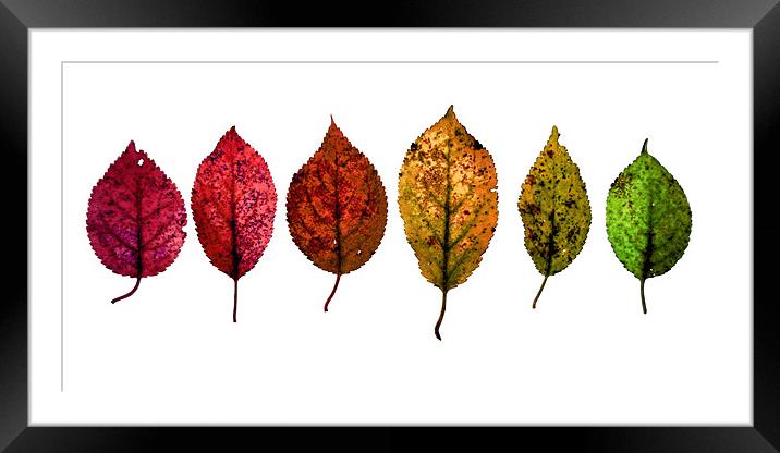 rainbow leaves Framed Mounted Print by Heather Newton