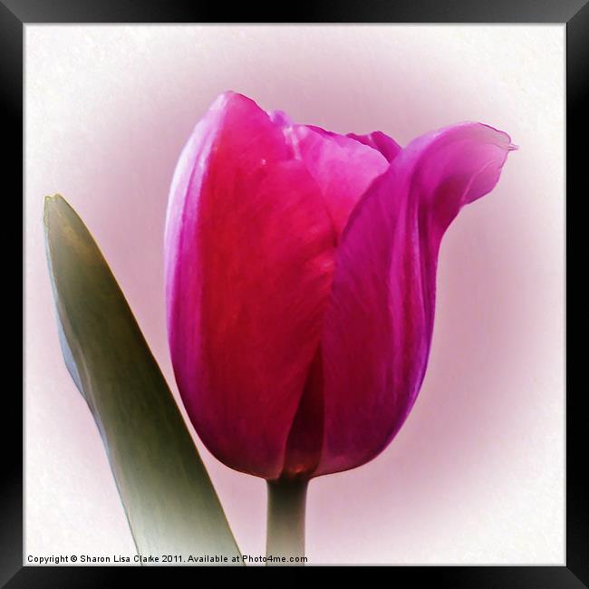 Tulip Framed Print by Sharon Lisa Clarke