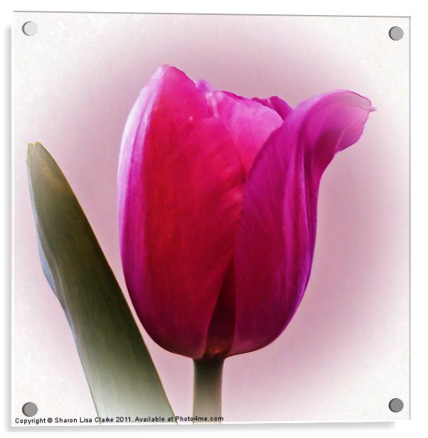 Tulip Acrylic by Sharon Lisa Clarke