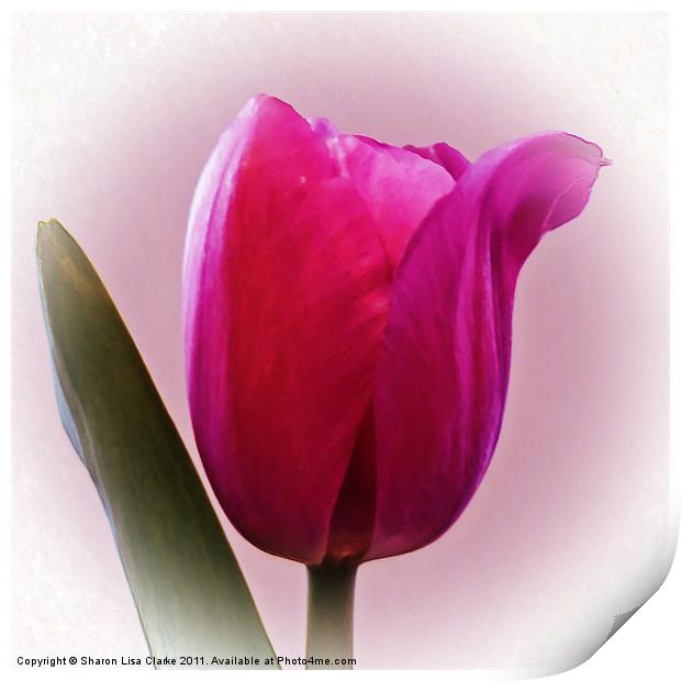 Tulip Print by Sharon Lisa Clarke