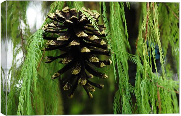 Golden Pinecone  ..misc Canvas Print by Elaine Manley