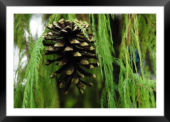 Golden Pinecone  ..misc Framed Mounted Print by Elaine Manley
