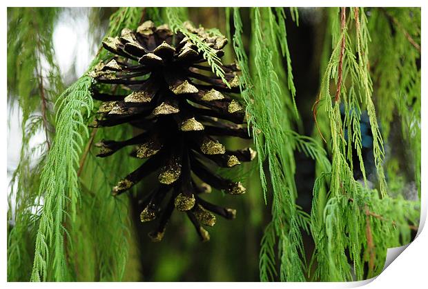 Golden Pinecone  ..misc Print by Elaine Manley