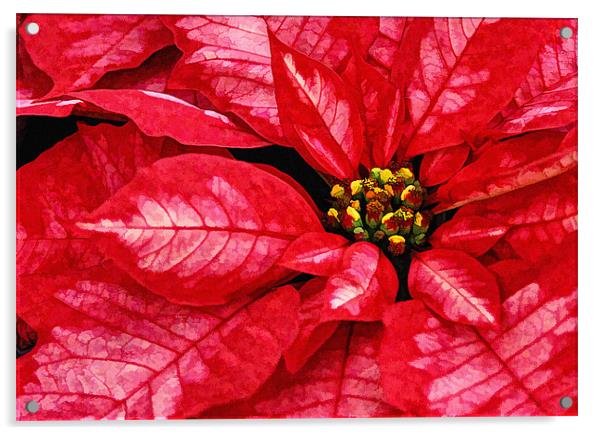 Red and White Poinsettas flower Acrylic by Elaine Manley