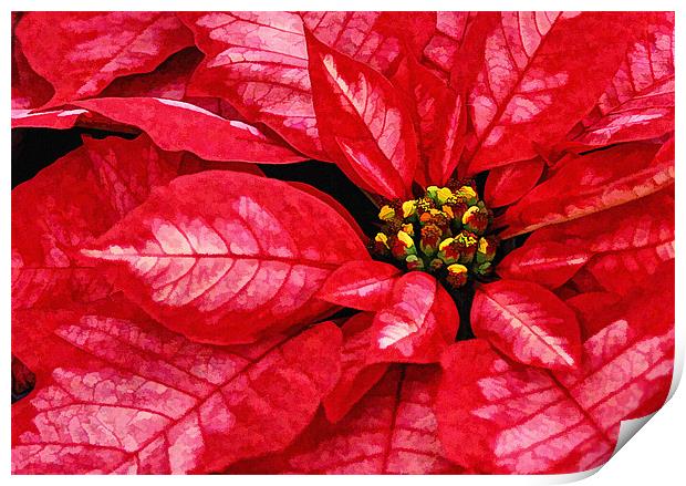Red and White Poinsettas flower Print by Elaine Manley