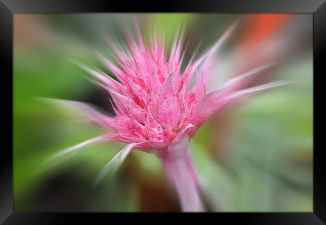 Pink Burst ...bromeliad flower Framed Print by Elaine Manley