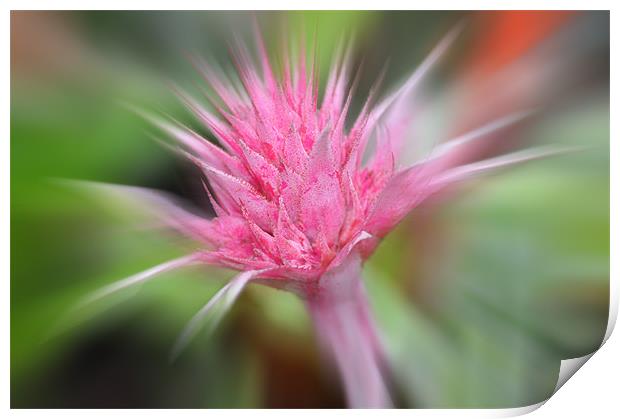 Pink Burst ...bromeliad flower Print by Elaine Manley