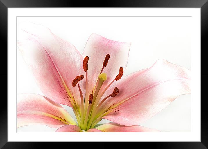 Lily Framed Mounted Print by Kevin Tate