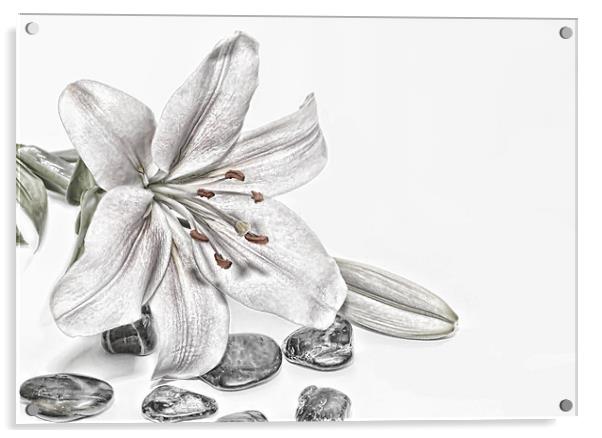 Lily Acrylic by Kevin Tate