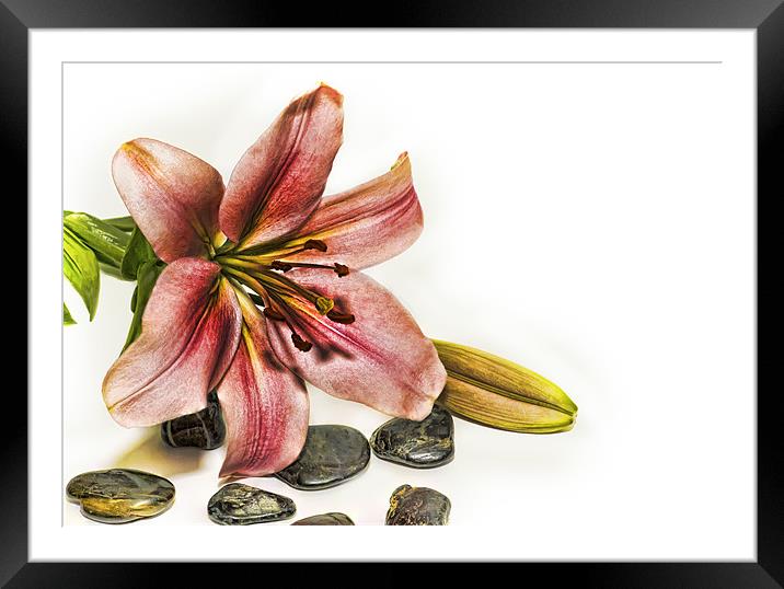 Lily Framed Mounted Print by Kevin Tate