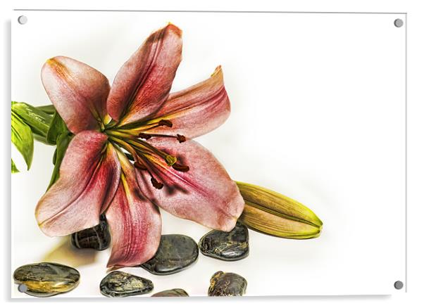 Lily Acrylic by Kevin Tate