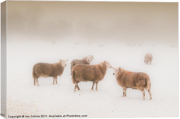 Sheep in Mist Canvas Print by Ian Collins