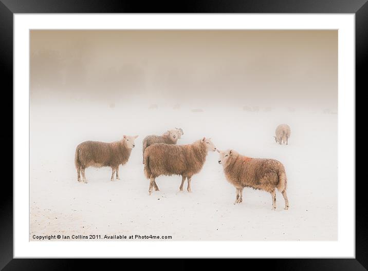 Sheep in Mist Framed Mounted Print by Ian Collins