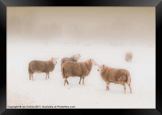 Sheep in Mist Framed Print by Ian Collins