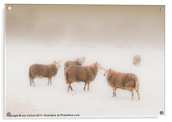 Sheep in Mist Acrylic by Ian Collins