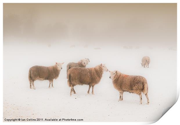 Sheep in Mist Print by Ian Collins