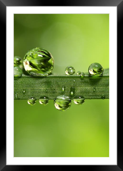 Gloriously Green Framed Mounted Print by Sharon Johnstone