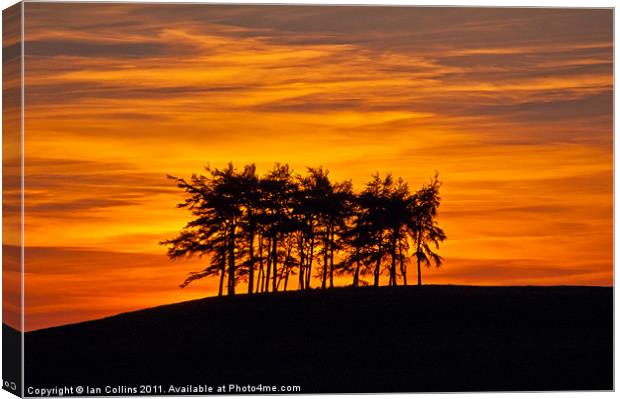 Radnor Tree Silhouette Canvas Print by Ian Collins