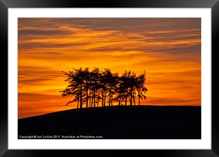 Radnor Tree Silhouette Framed Mounted Print by Ian Collins