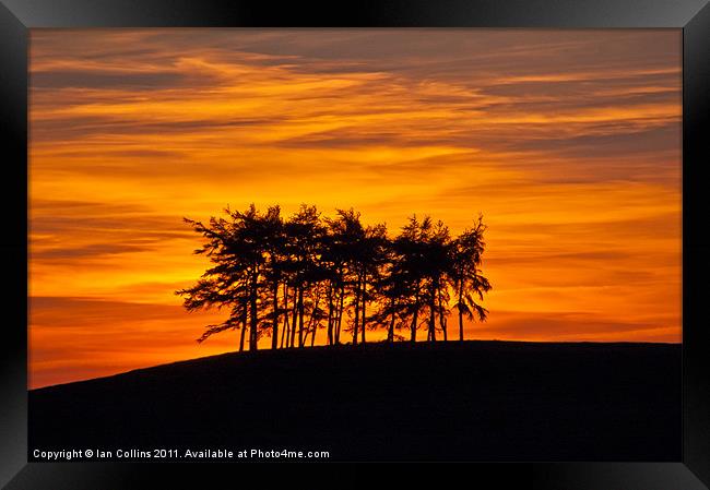 Radnor Tree Silhouette Framed Print by Ian Collins