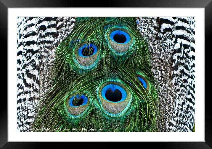 Peacock Feather Abstract Framed Mounted Print by Derek Whitton