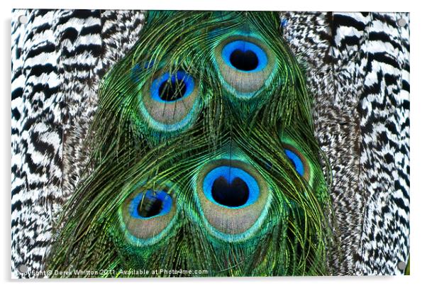 Peacock Feather Abstract Acrylic by Derek Whitton