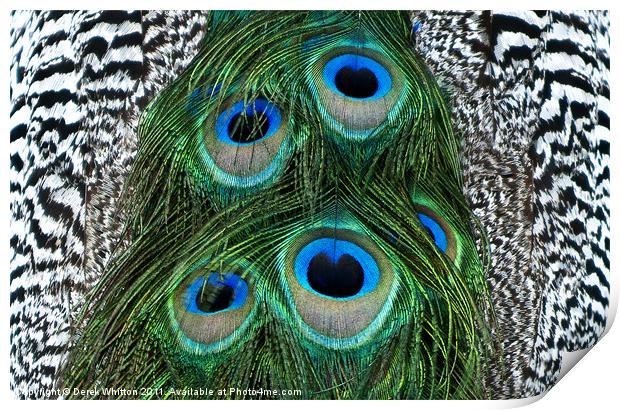 Peacock Feather Abstract Print by Derek Whitton