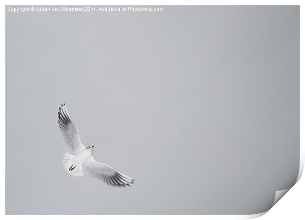 Tern in Flight Print by Julian van Woenssel