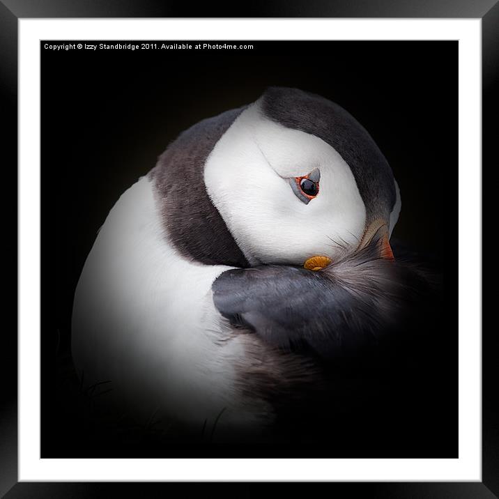 Puffin at rest (2) Framed Mounted Print by Izzy Standbridge