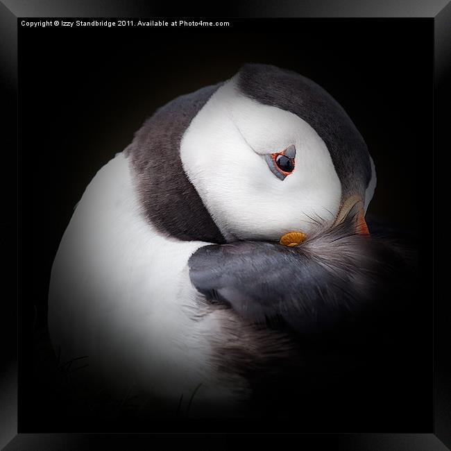 Puffin at rest (2) Framed Print by Izzy Standbridge