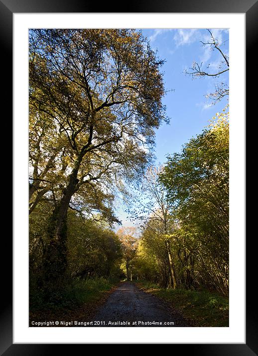 Forest Path Framed Mounted Print by Nigel Bangert
