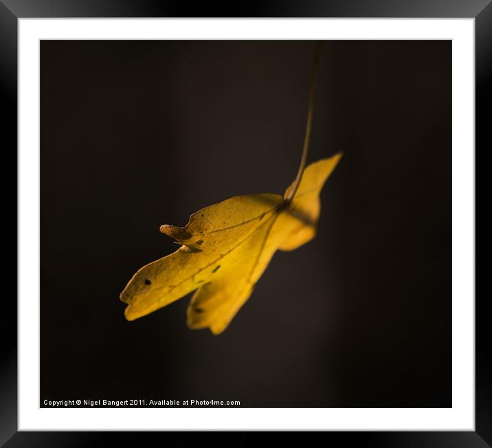 Autumn Leaf Framed Mounted Print by Nigel Bangert