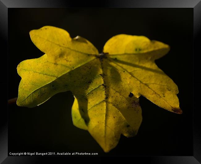 Autumn Leaf Framed Print by Nigel Bangert