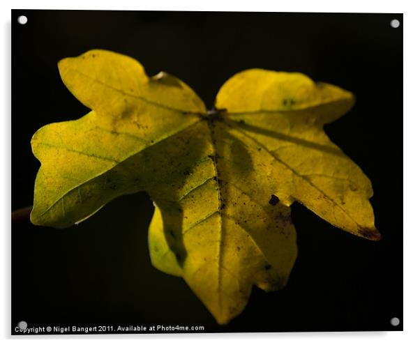 Autumn Leaf Acrylic by Nigel Bangert