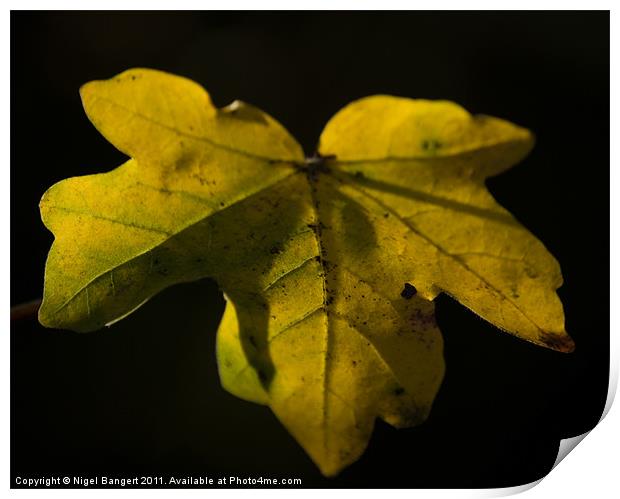 Autumn Leaf Print by Nigel Bangert