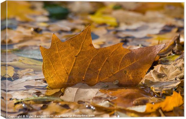Autumn Leaf Floating Canvas Print by Nigel Bangert
