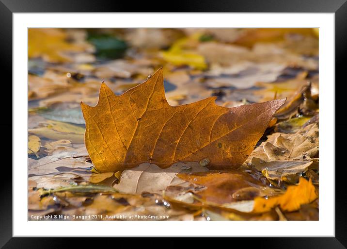 Autumn Leaf Floating Framed Mounted Print by Nigel Bangert