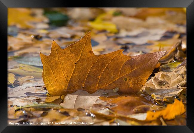 Autumn Leaf Floating Framed Print by Nigel Bangert