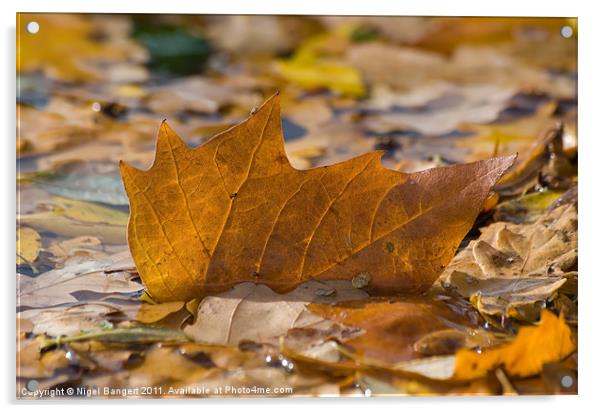 Autumn Leaf Floating Acrylic by Nigel Bangert