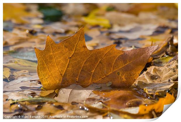 Autumn Leaf Floating Print by Nigel Bangert