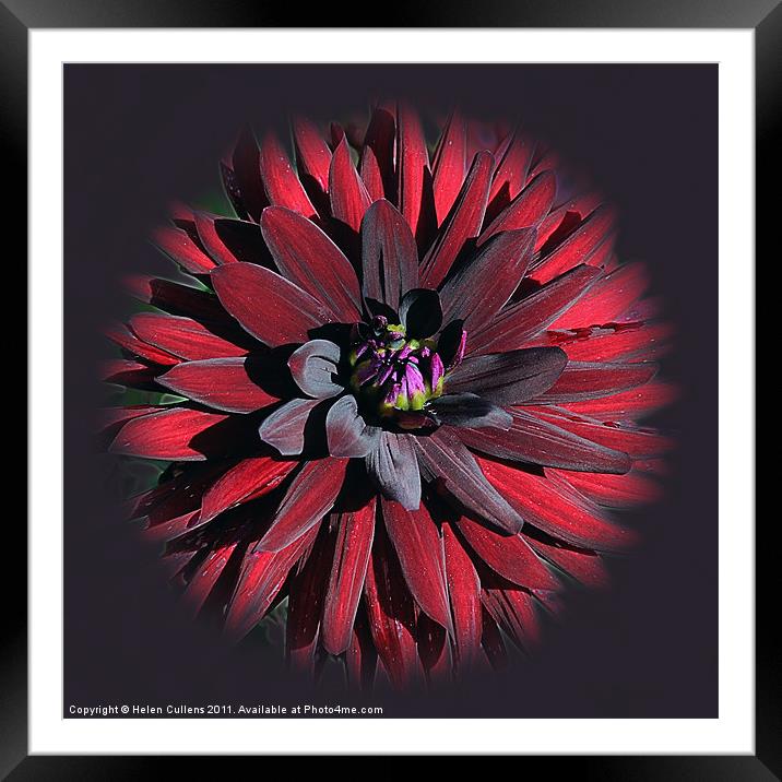 DAHLIA Framed Mounted Print by Helen Cullens