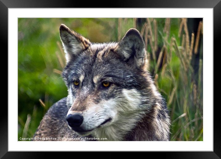 Timber Wolf, Timberwolf, Framed Mounted Print by Doug McRae